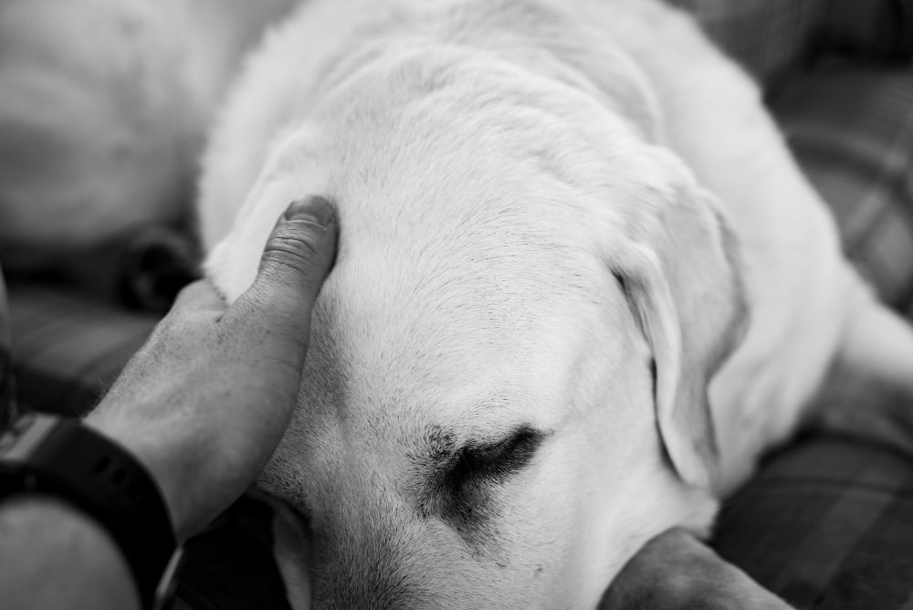 Como Lidar com a Perda de um Pet Querido: Dicas e Estratgias para o Luto