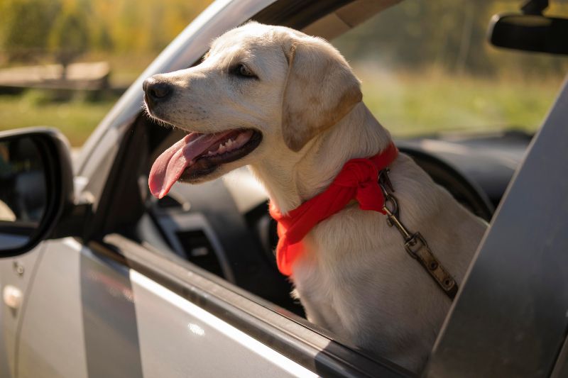 Cinto de segurana para cachorro: uma viagem segura e tranquila para seu melhor amigo