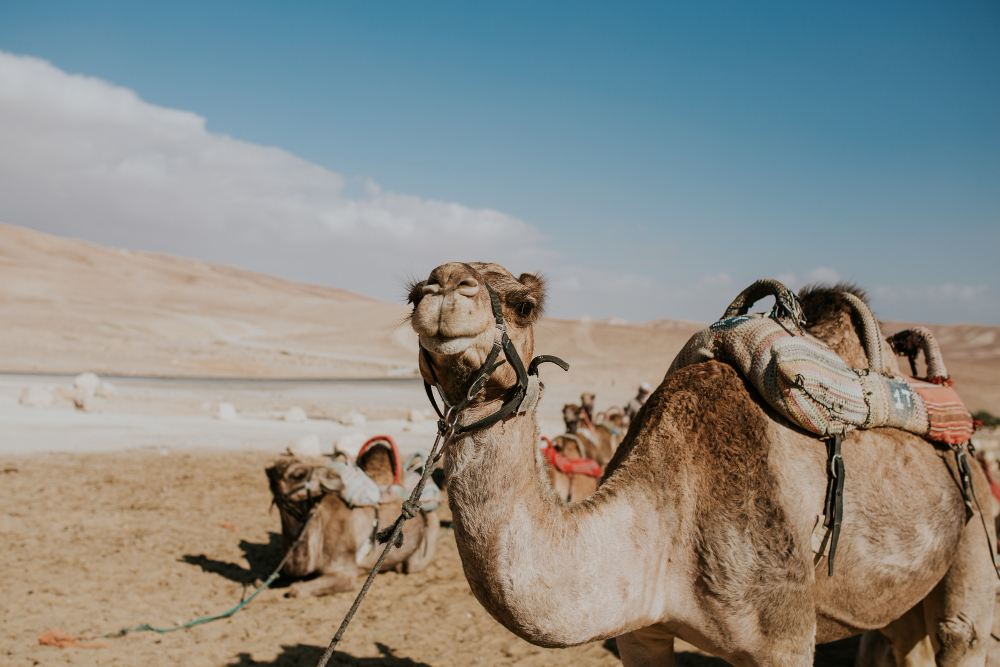 Explorando o Deserto do Saara: Guia Completo de Viagem, Hospedagem e Aventuras